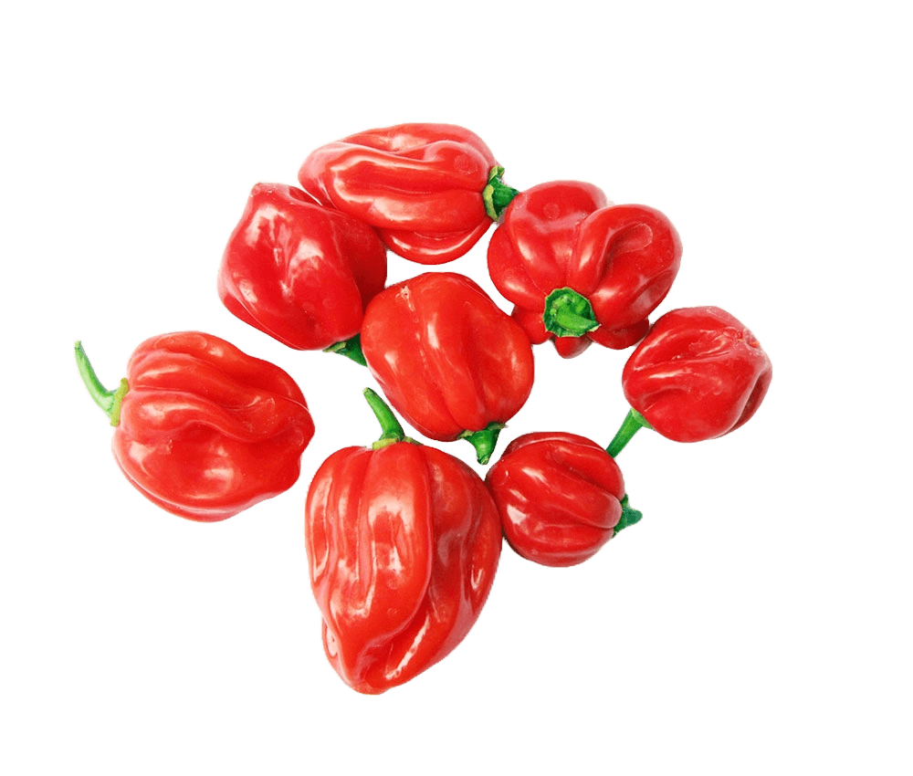 Pepper - Scotch Bonnet